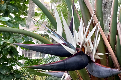 20240420_bird of paradiseblog3