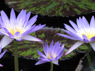 Waterlillies origin077 copy