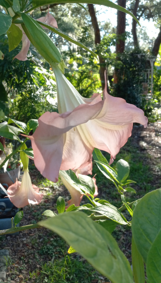 20240830_angeltrumpet217 20240830_angeltrumpet217