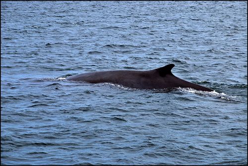 Whales_0279 blog Whales_0279 blog
