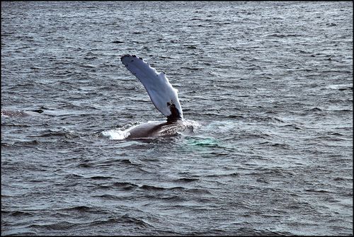 Whale flippr0318blog Whale flippr0318blog