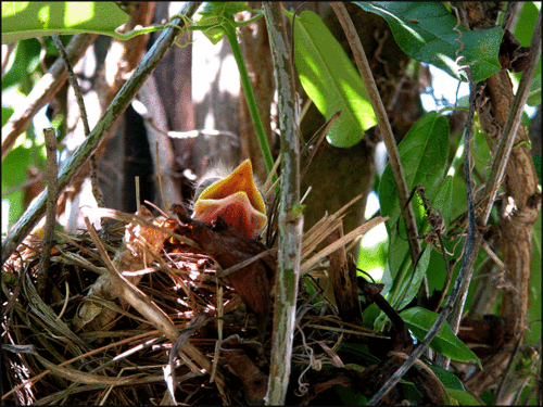 Baby-bird-copy Baby-bird-copy
