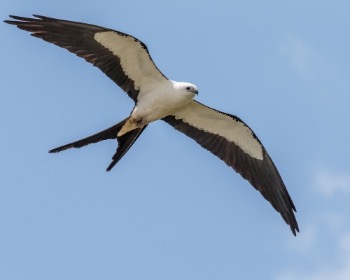 Swallow-tailed kite - Wikipedia